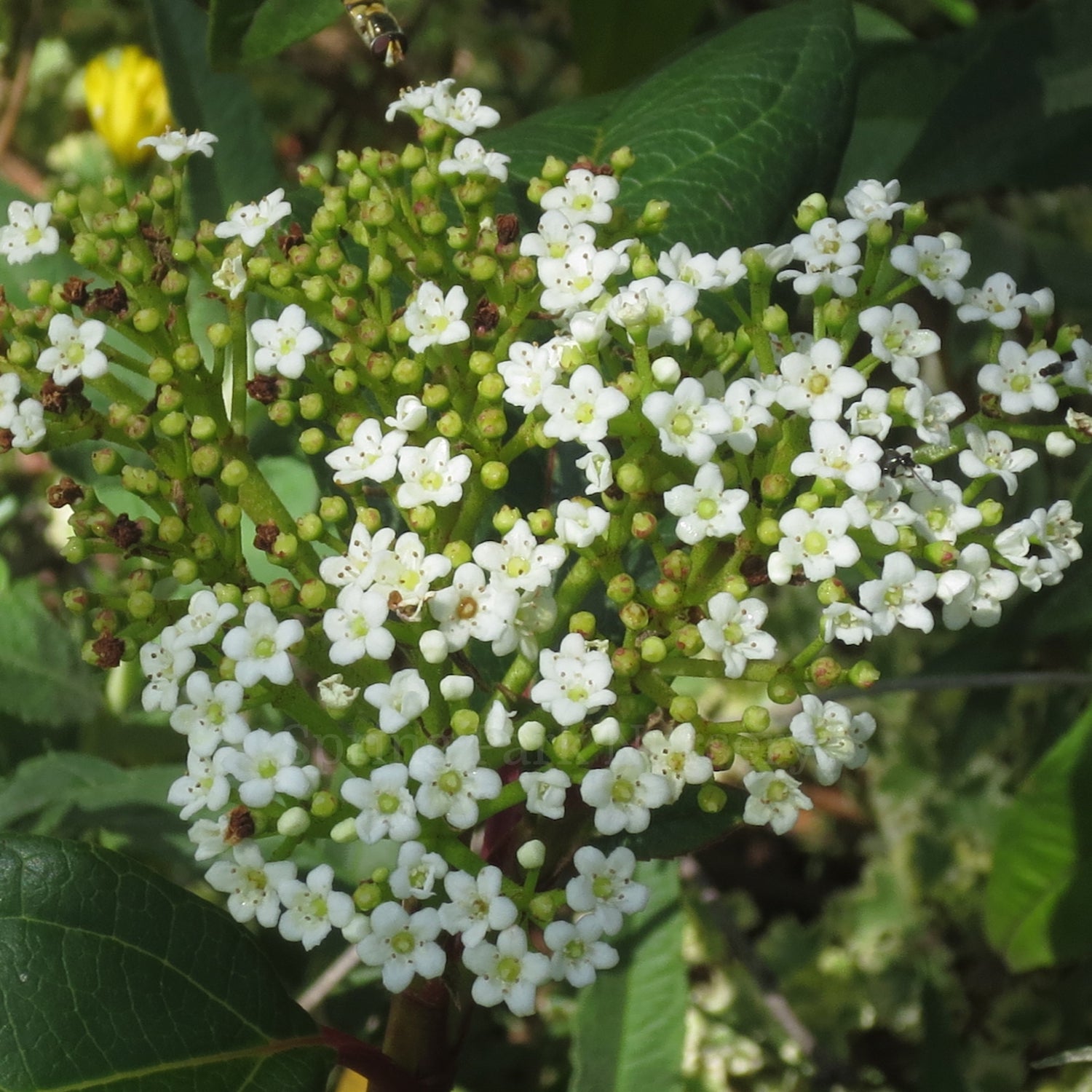 Viburnum x globosum 'Jermyns Globe'