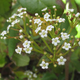 Viburnum x globosum 'Jermyns Globe'