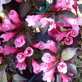 Weigela 'Victoria'