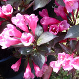 Weigela 'Victoria'