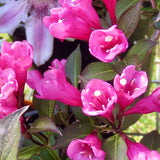 Weigela 'Victoria'