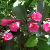 Weigela 'Victoria'