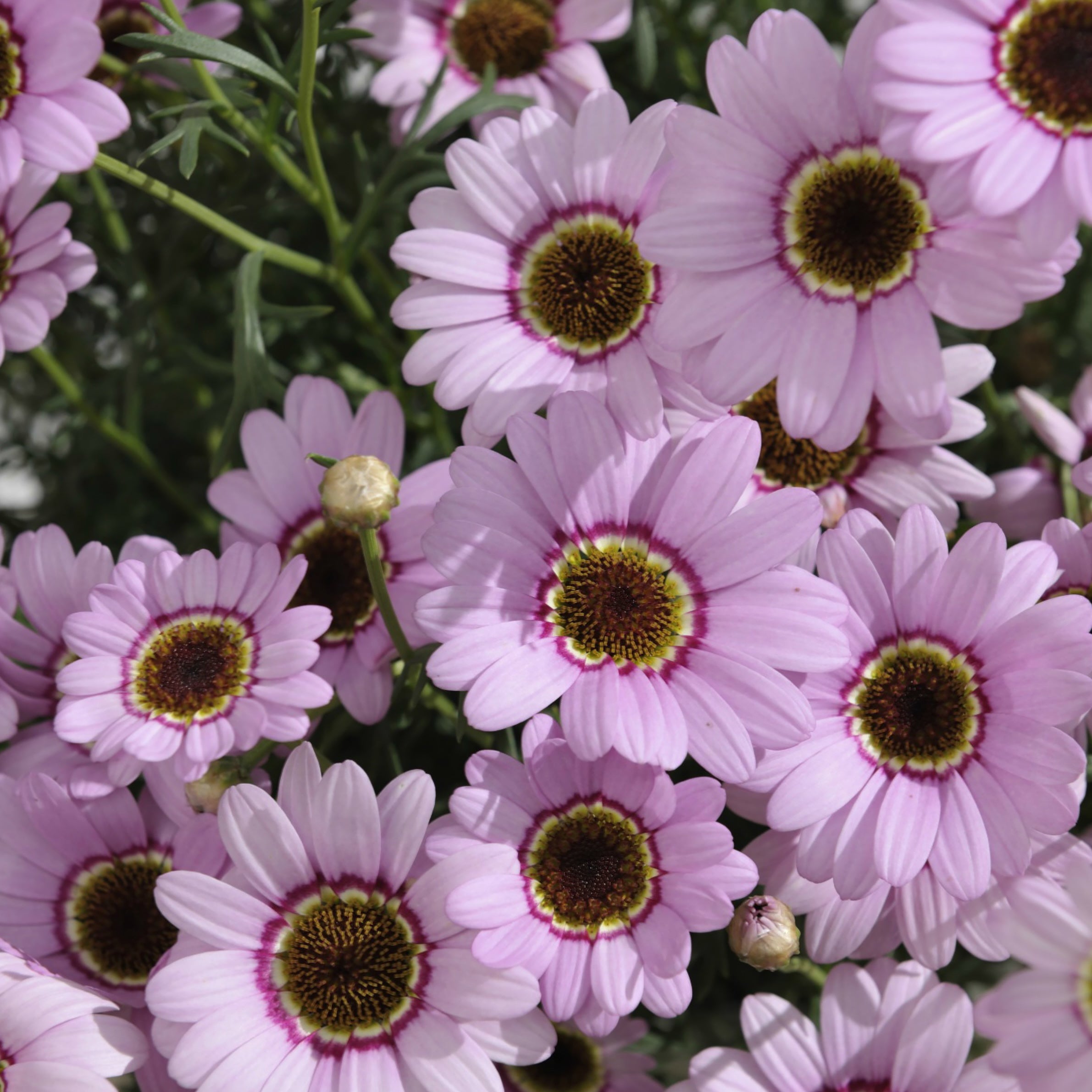 Argyranthemum Grandaisy Pink Halo