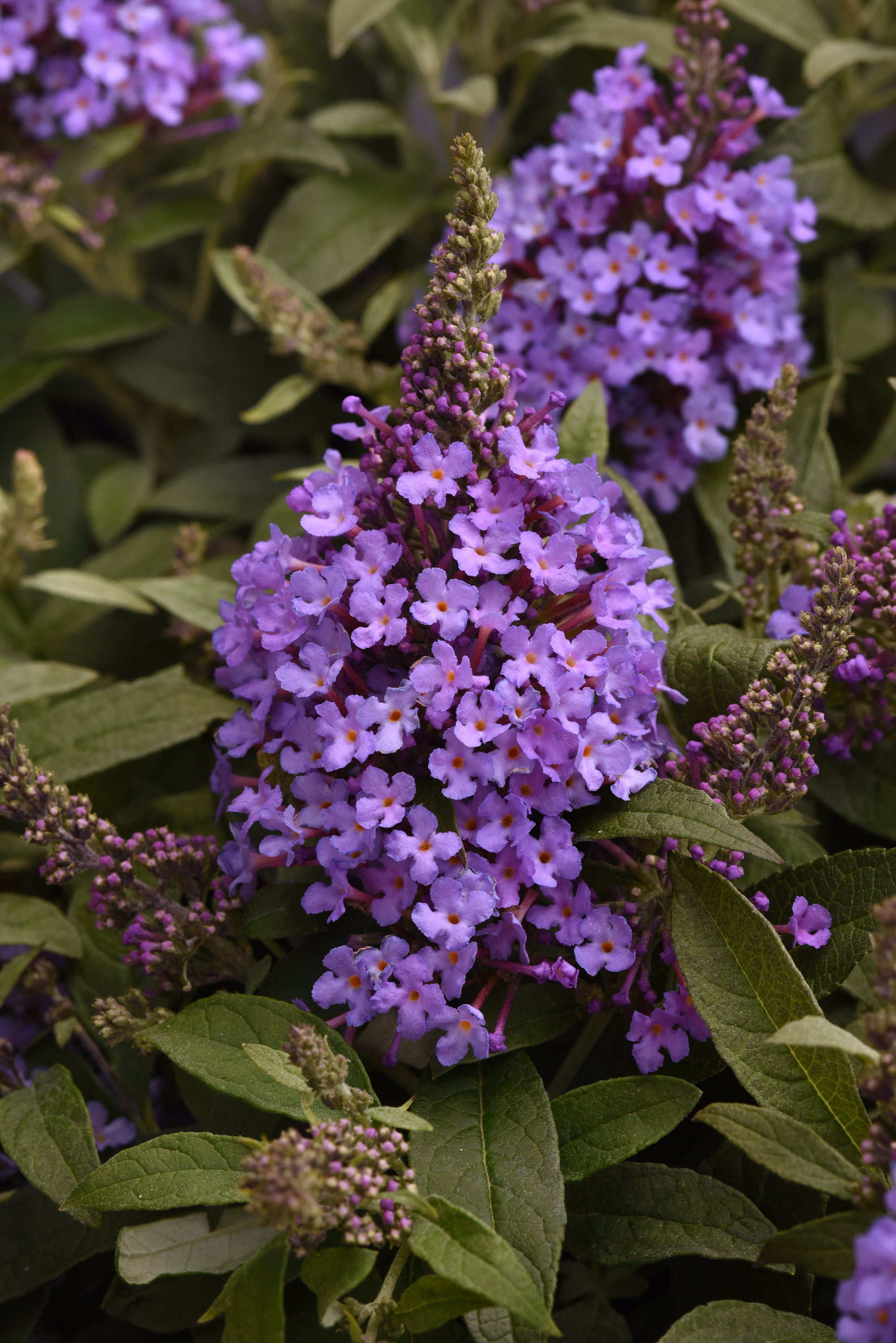 Buddleja Chrysalis Steel Blue flowers