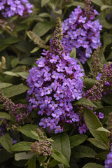 Buddleja Chrysalis Steel Blue flowers