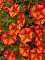 Calibrachoa Bakari in flower, showing the red, orange, pink and yellow sunset colour range