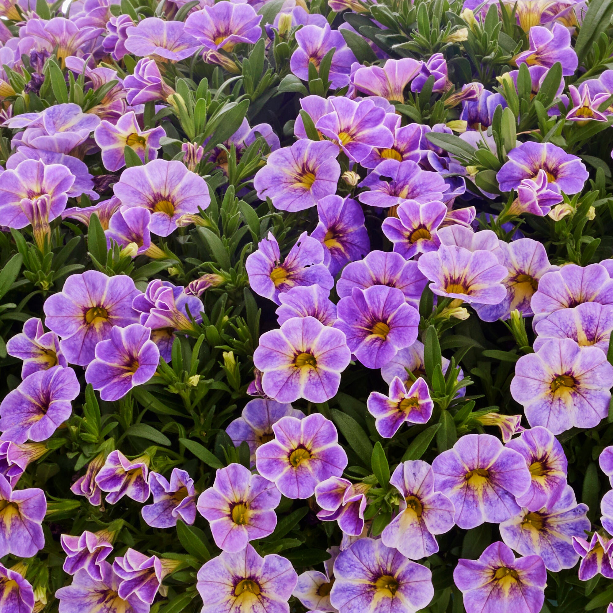Calibrachoa Calipetite Blue Splash in flower, showing small blue-violet flowers splashed and streaked with white