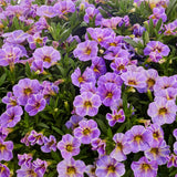 Calibrachoa Calipetite Blue Splash in flower, showing small blue-violet flowers splashed and streaked with white