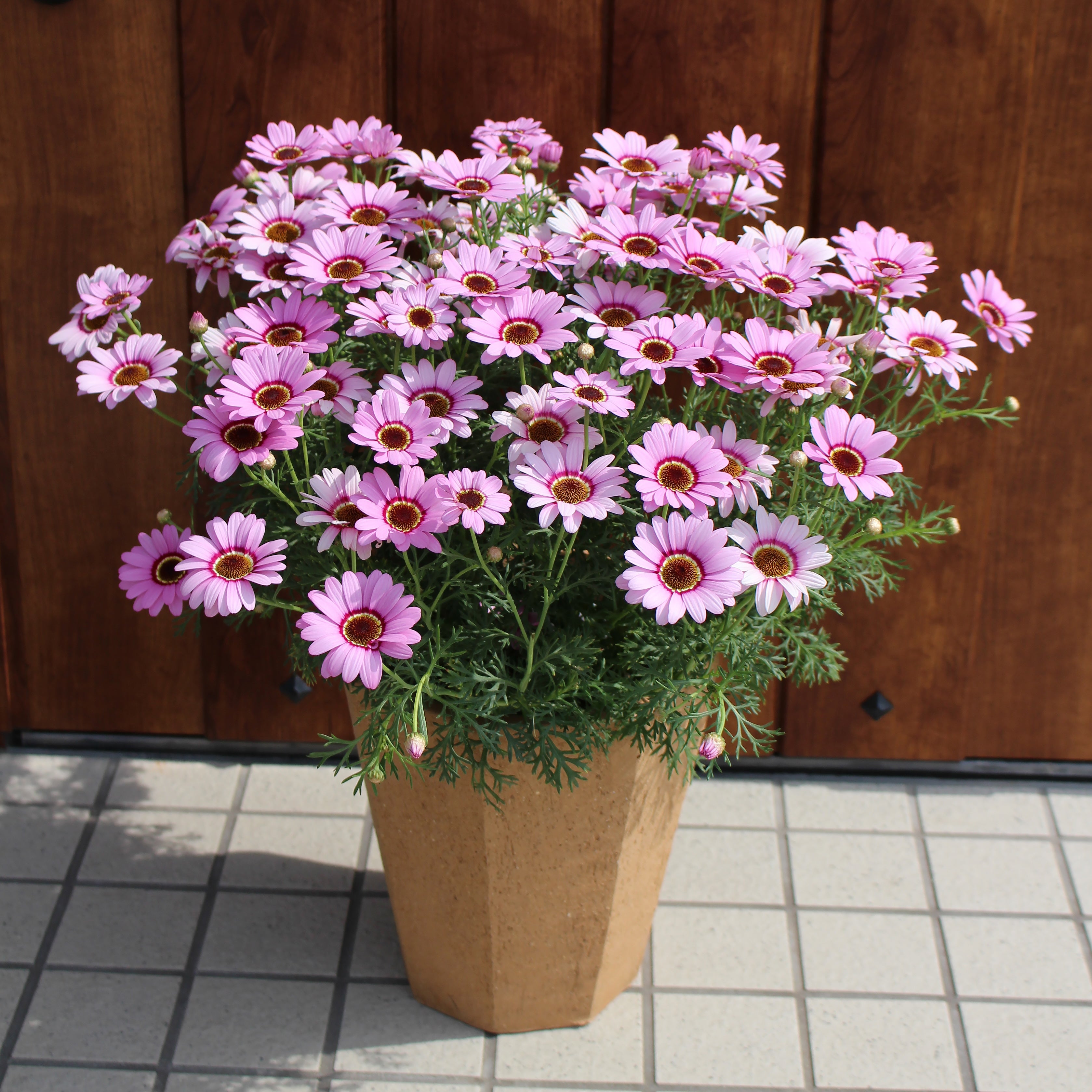 Argyranthemum Grandaisy Pink Halo