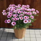 Argyranthemum Grandaisy Pink Halo