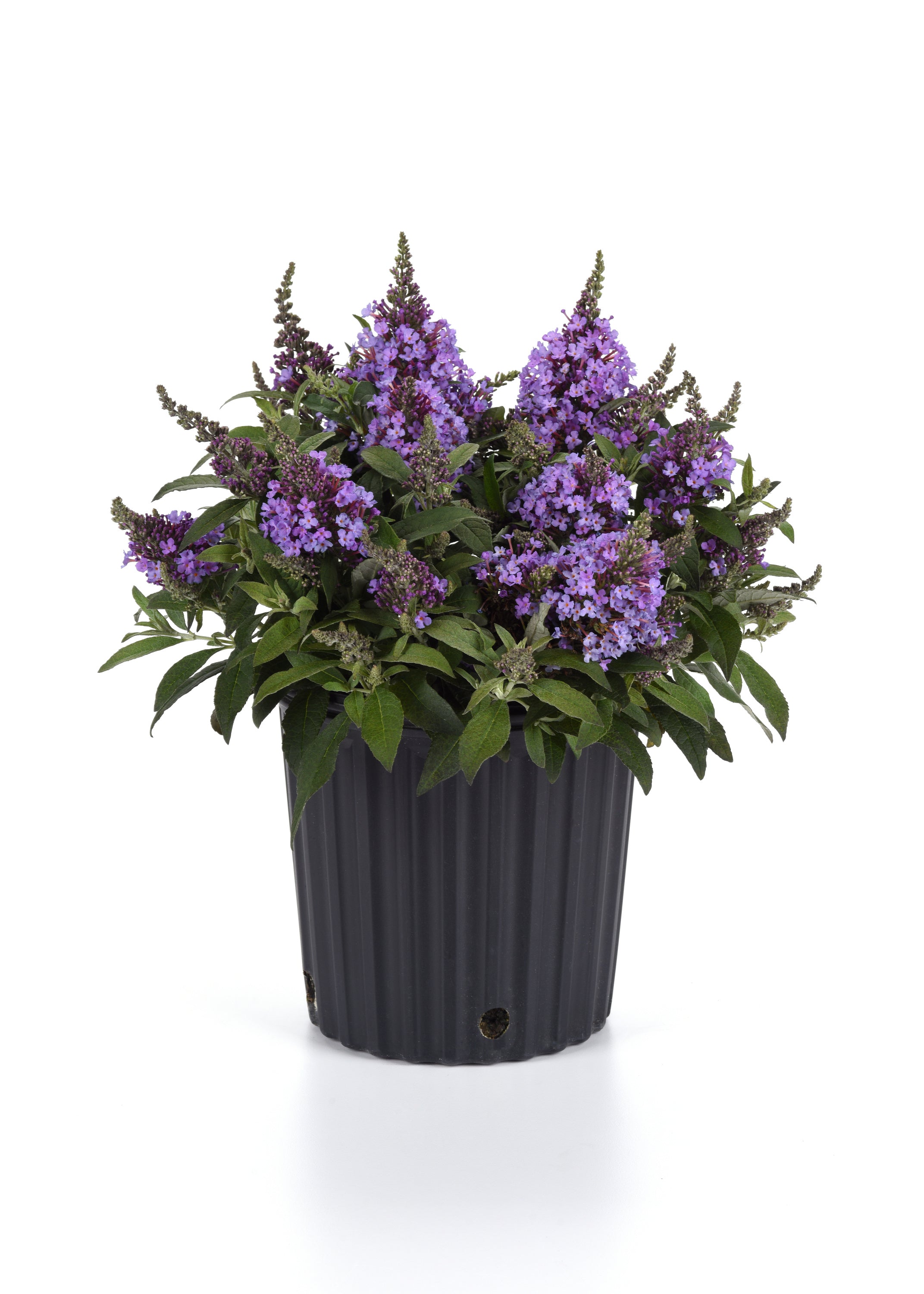 Buddleja Chrysalis Steel Blue in a pot