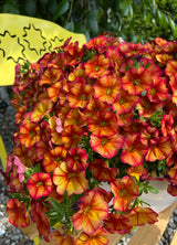 Calibrachoa Bakari mounding and trailing habit in container