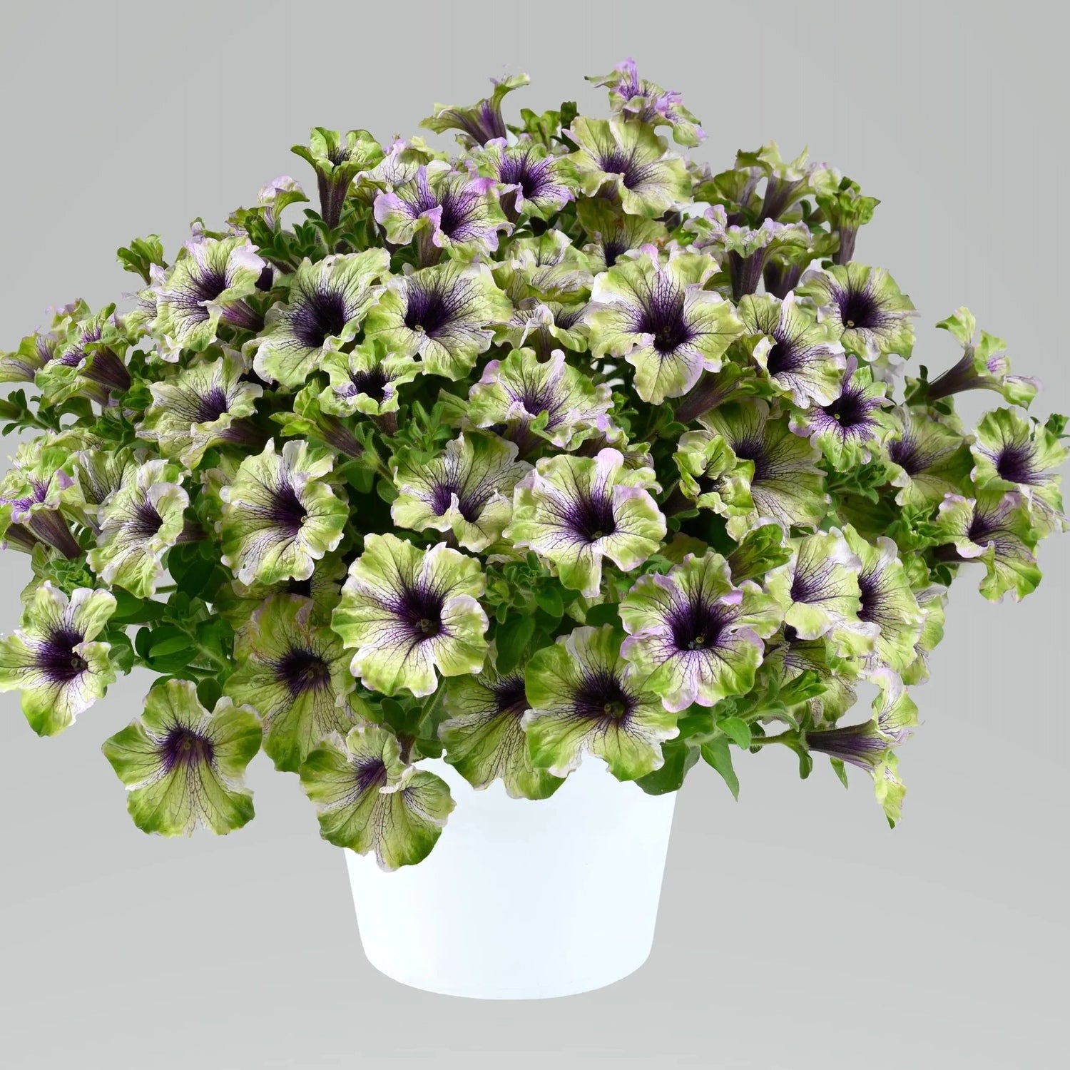Petunia Amazonas Plum Cockatoo