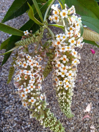 Buddleja alata [Sz:100 mm]