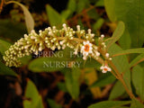 Buddleja alata [Sz:100 mm]