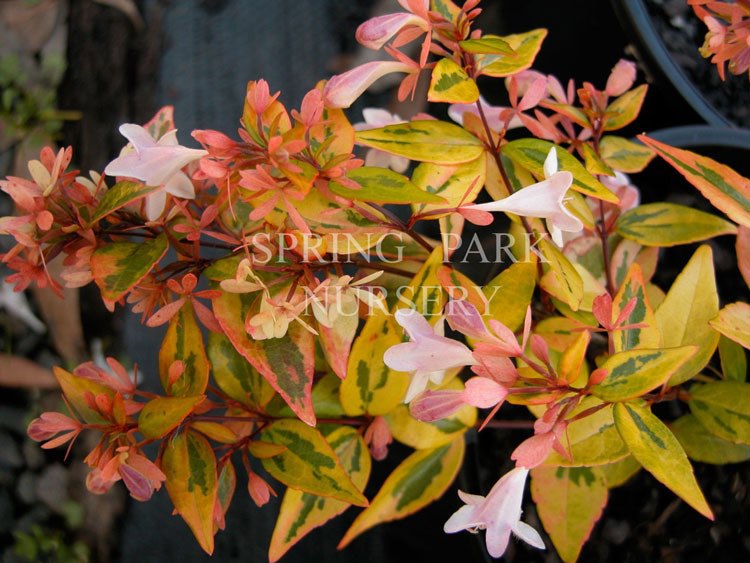 Abelia 'Francis Mason' [Sz:100 mm]