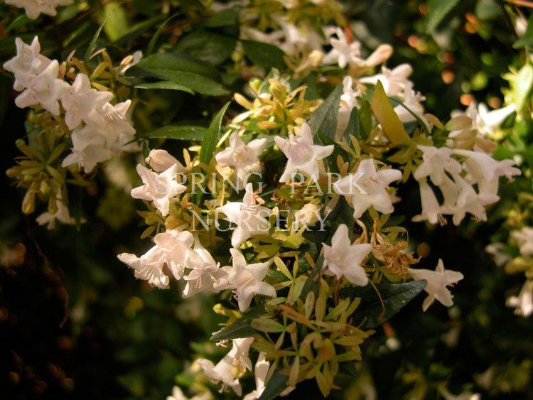 Abelia x grandiflora [Sz:100 mm]