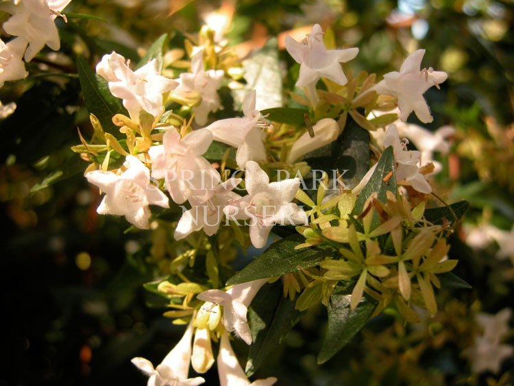 Abelia x grandiflora 'Nana' [Sz:100 mm]