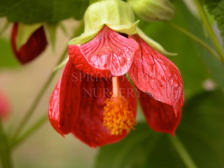 Abutilon 'Ashford Red' [Sz:100 mm]