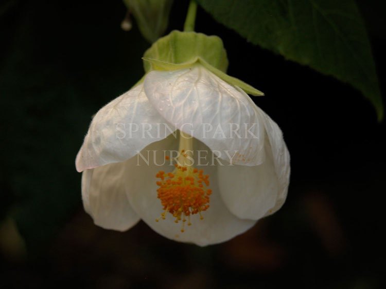 Abutilon 'Boule de Neige' [Sz:100 mm]