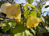 Abutilon 'Golden Fleece' [Sz:100 mm]