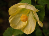 Abutilon 'Golden Fleece' [Sz:100 mm]