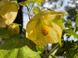 Abutilon 'Golden Fleece' [Sz:100 mm]