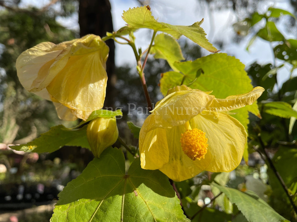 Abutilon 'Golden Fleece' [Sz:100 mm]