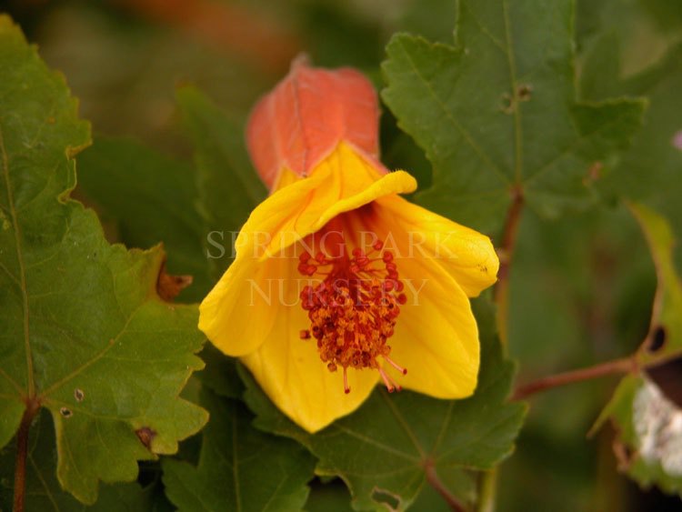 Abutilon 'Halo' [Sz:100 mm]