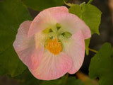 Abutilon 'Peach' [Sz:100 mm]