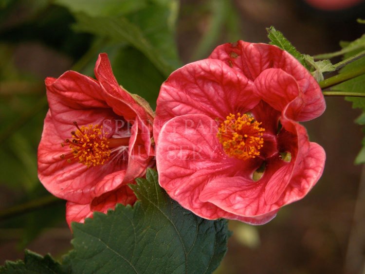 Abutilon 'Pink Storm' [Sz:100 mm]