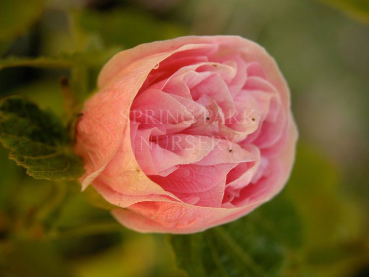 Abutilon Double Pink [Sz:100 mm]