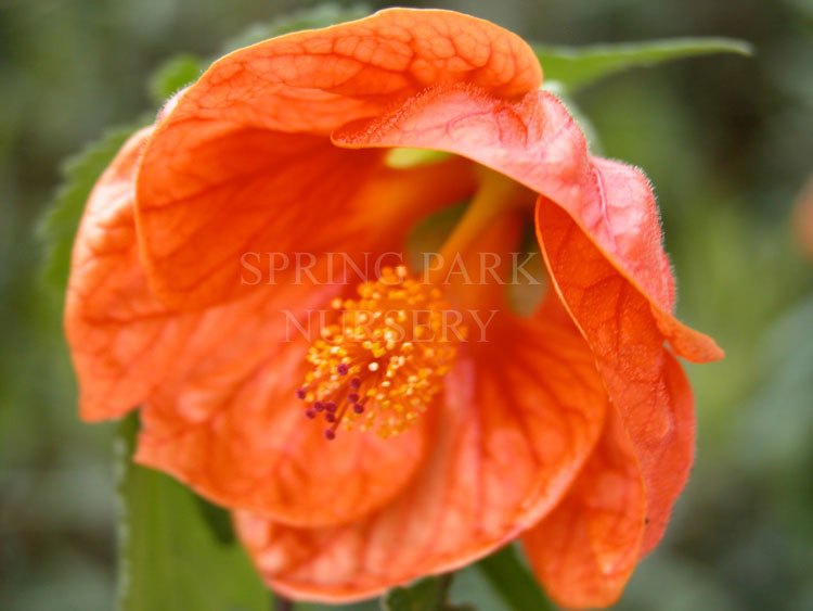 Abutilon frazeri (Orange form) [Sz:100 mm]