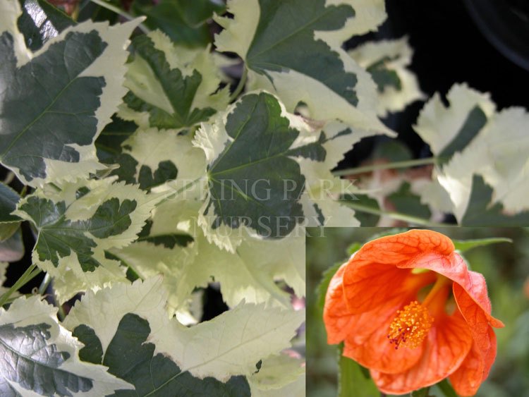 Abutilon frazeri variegated [Sz:100 mm]