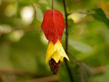 Abutilon megapotamicum [Sz:100 mm]