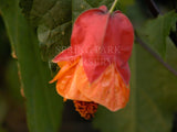 Abutilon x milleri [Sz:100 mm]