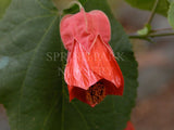 Abutilon milleri Red Form [Sz:100 mm]