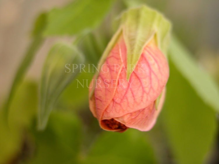 Abutilon pictum [Sz:100 mm]