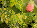 Abutilon pictum Var. Thompsonii [Sz:100 mm]