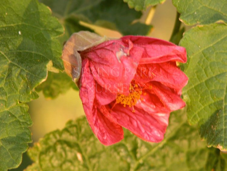 Abutilon roseaflorum [Sz:100 mm]