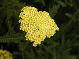 Achillea 'Hella Glasshoff' [Sz:100 mm]