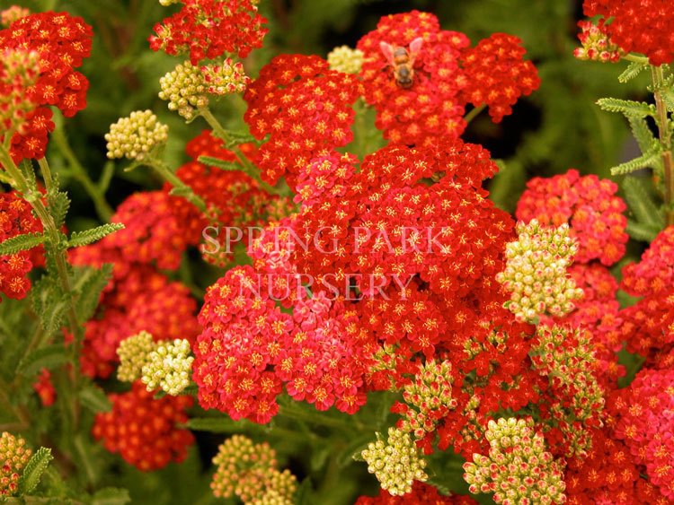 Achillea 'Indian Summer' [Sz:100 mm]