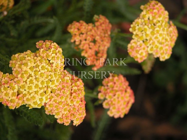 Achillea 'Walter Funck' [Sz:100 mm]