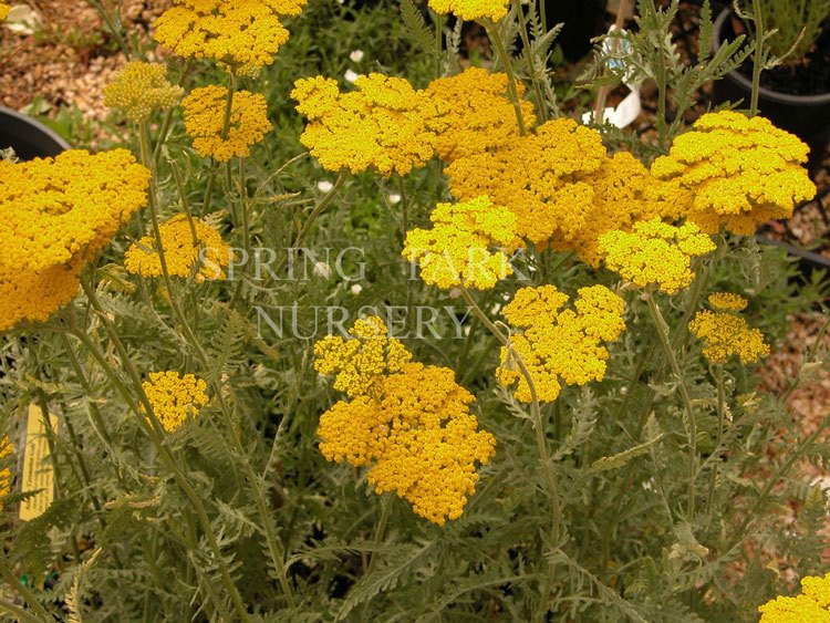 Achillea 'Coronation Gold' [Sz:100 mm]