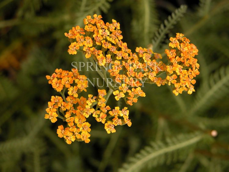 Achillea 'Terracotta' [Sz:100 mm]