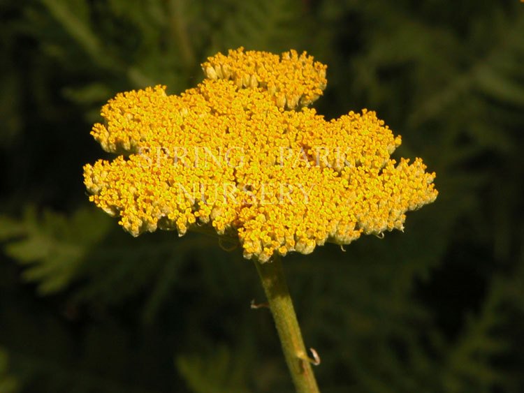 Achillea 'Gold Plate' [Sz:100 mm]