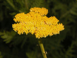 Achillea 'Gold Plate' [Sz:100 mm]