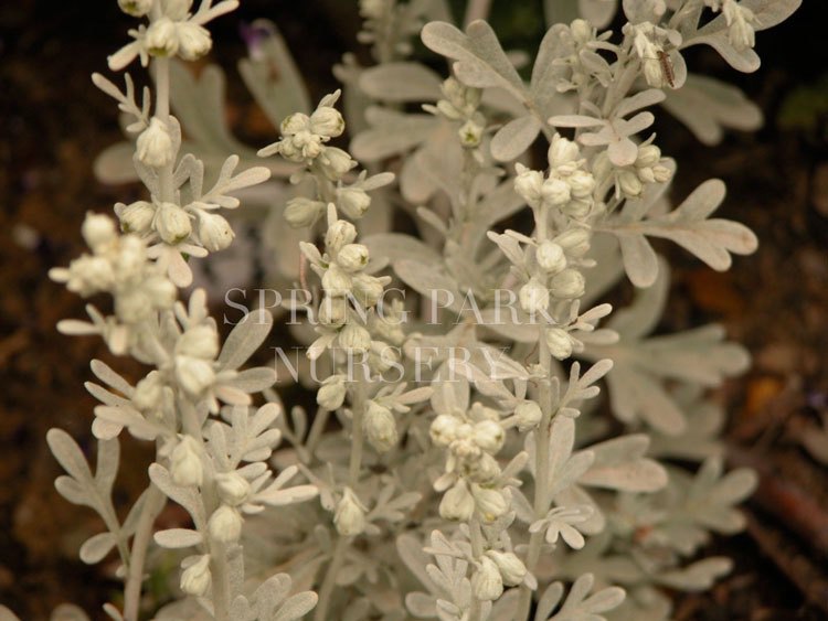 Artemisia canariensis [Sz:100 mm]