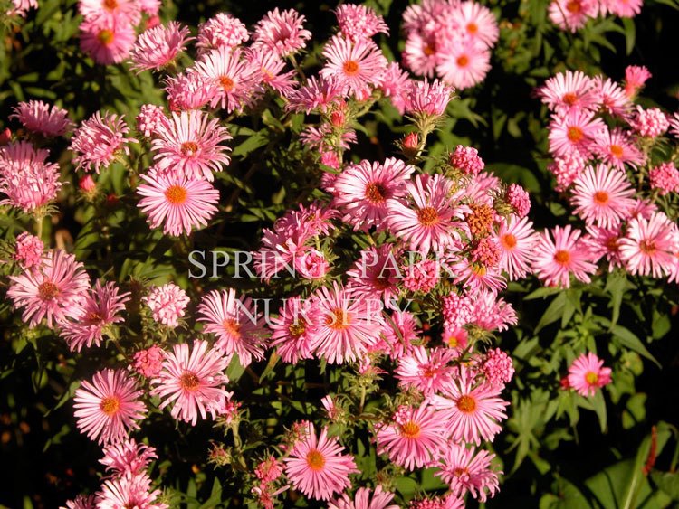 Aster 'Barrs Pink' [Sz:100 mm]