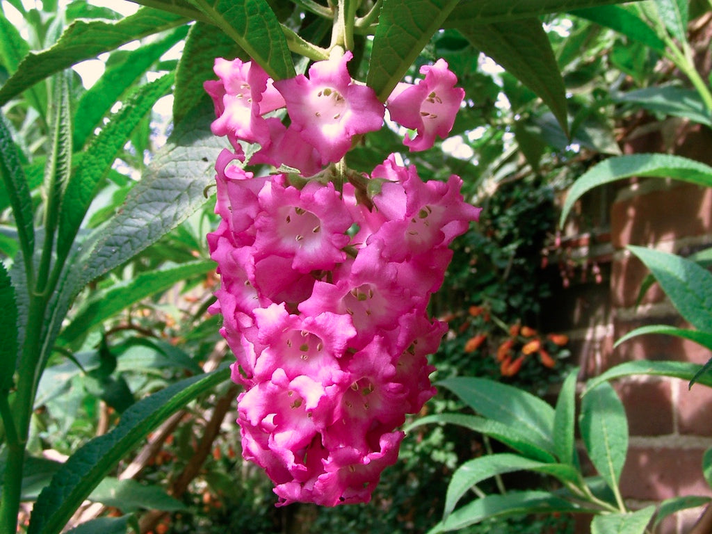 Buddleja colvilei [Sz:100 mm]